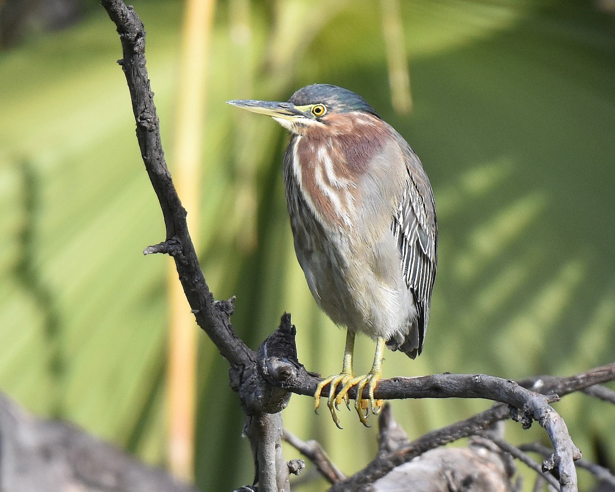 Green Heron - ML647370985
