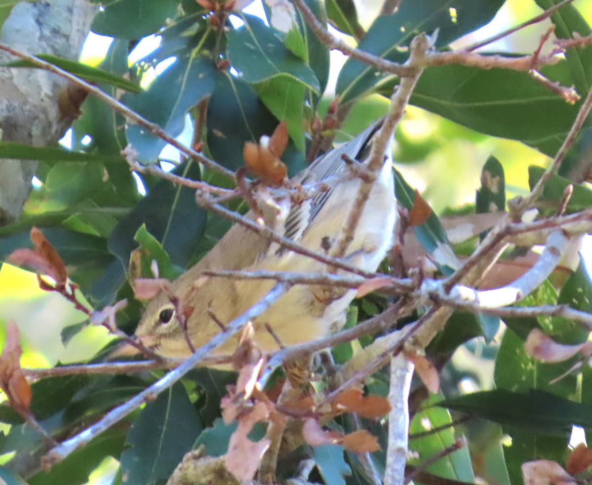 Paruline des pins - ML647370992