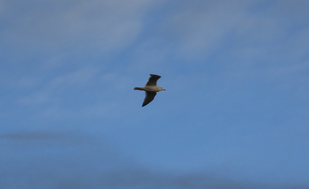 Common Gull - ML647370993