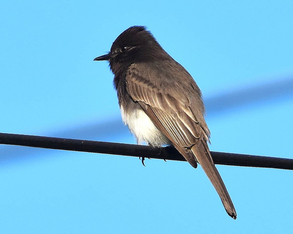 Black Phoebe - ML647371002