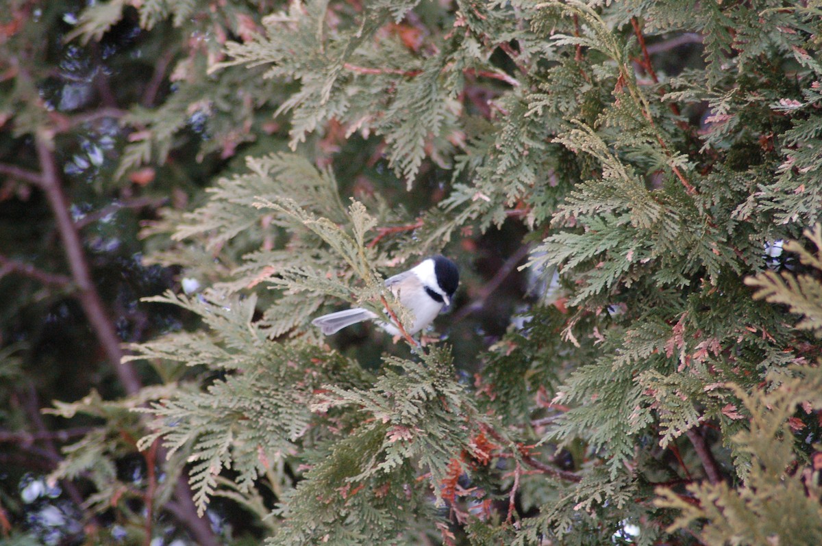 Black-capped Chickadee - ML647371013