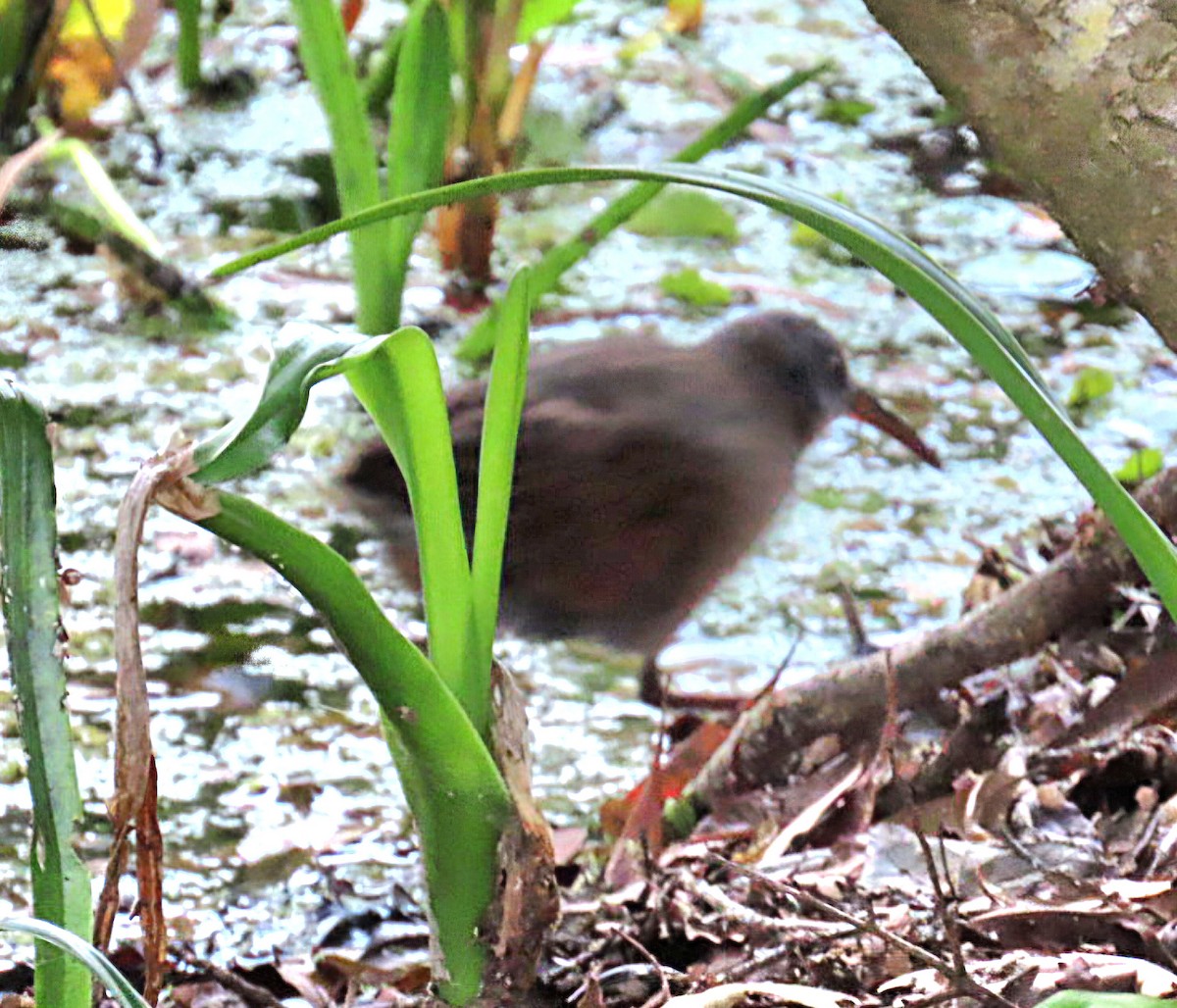 Virginia Rail - ML647371021