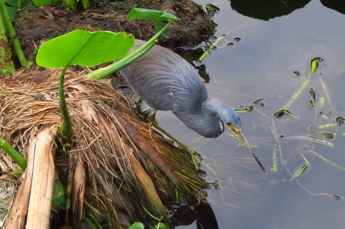 Tricolored Heron - ML647371031