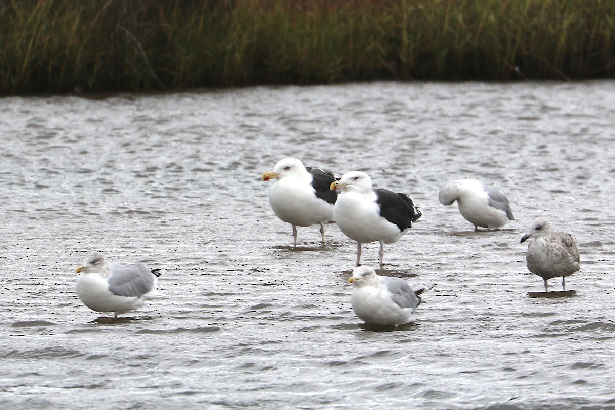 racek mořský - ML647371032