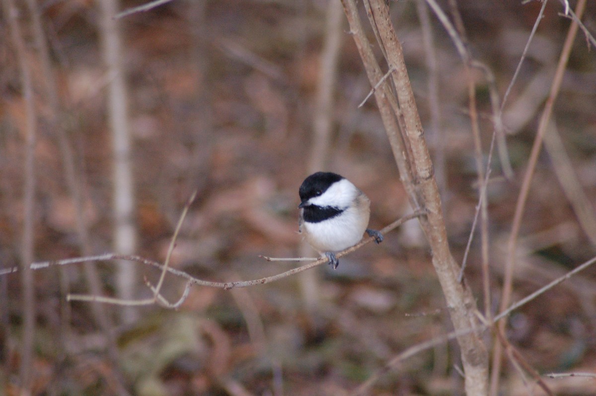 Black-capped Chickadee - ML647371035