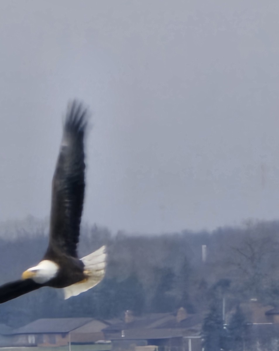 Bald Eagle - ML647371037