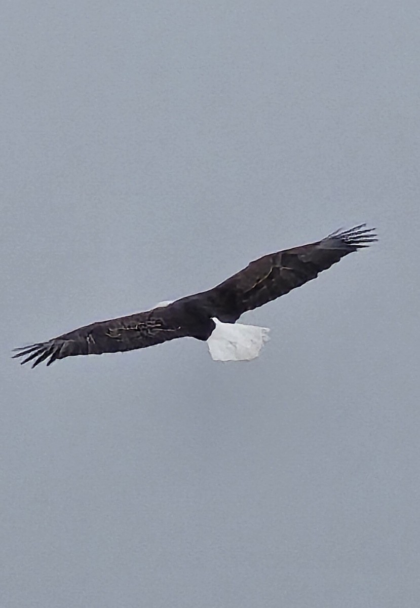 Bald Eagle - ML647371038
