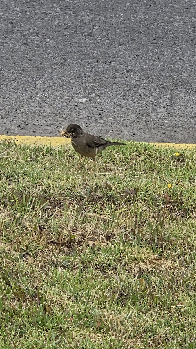 Austral Thrush - ML647371046