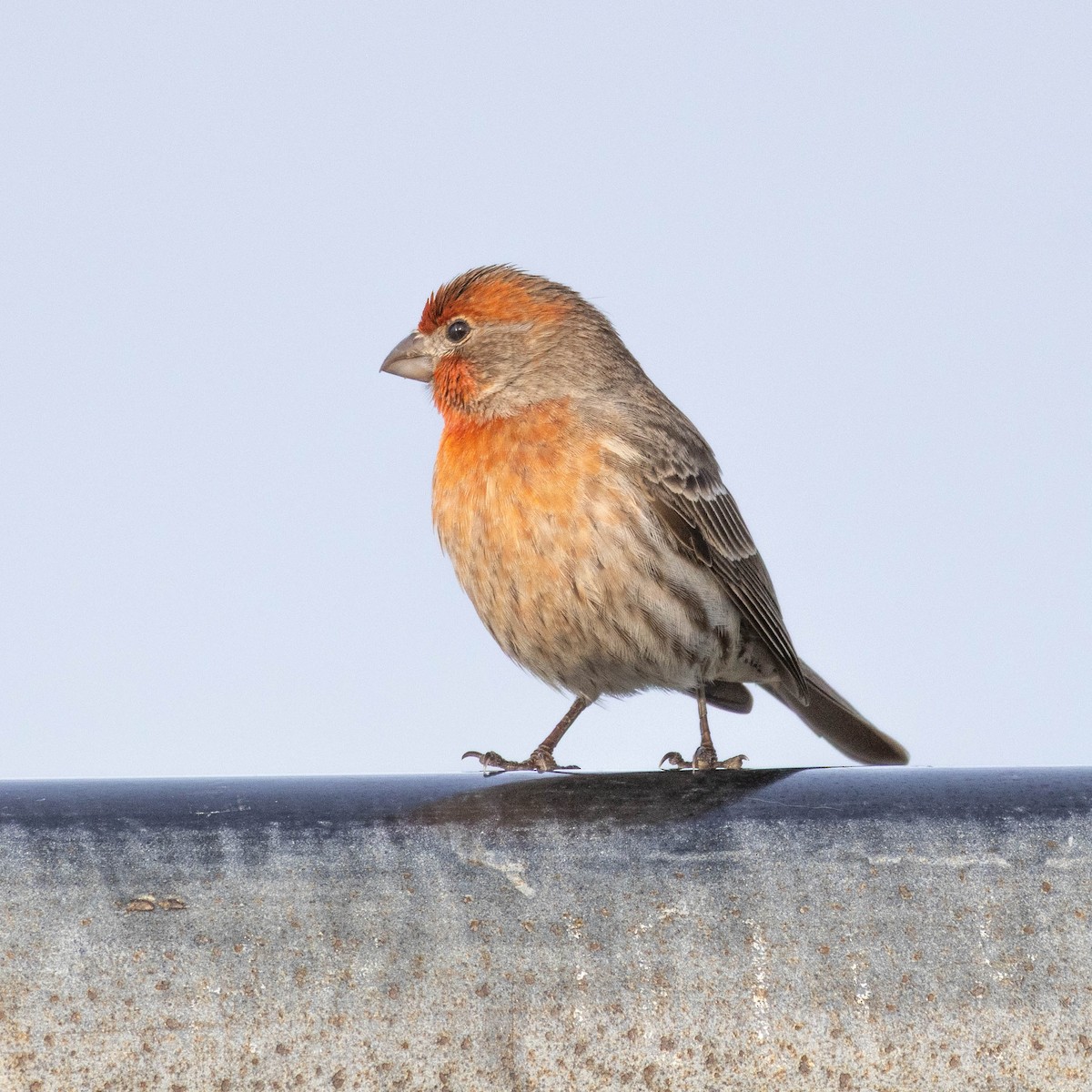 House Finch - ML647371048