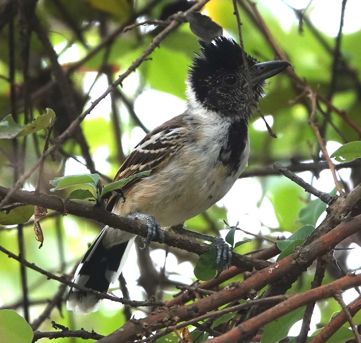 Collared Antshrike - ML647371049
