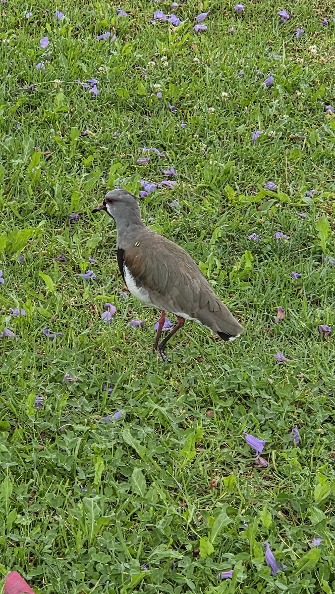 Southern Lapwing - ML647371050