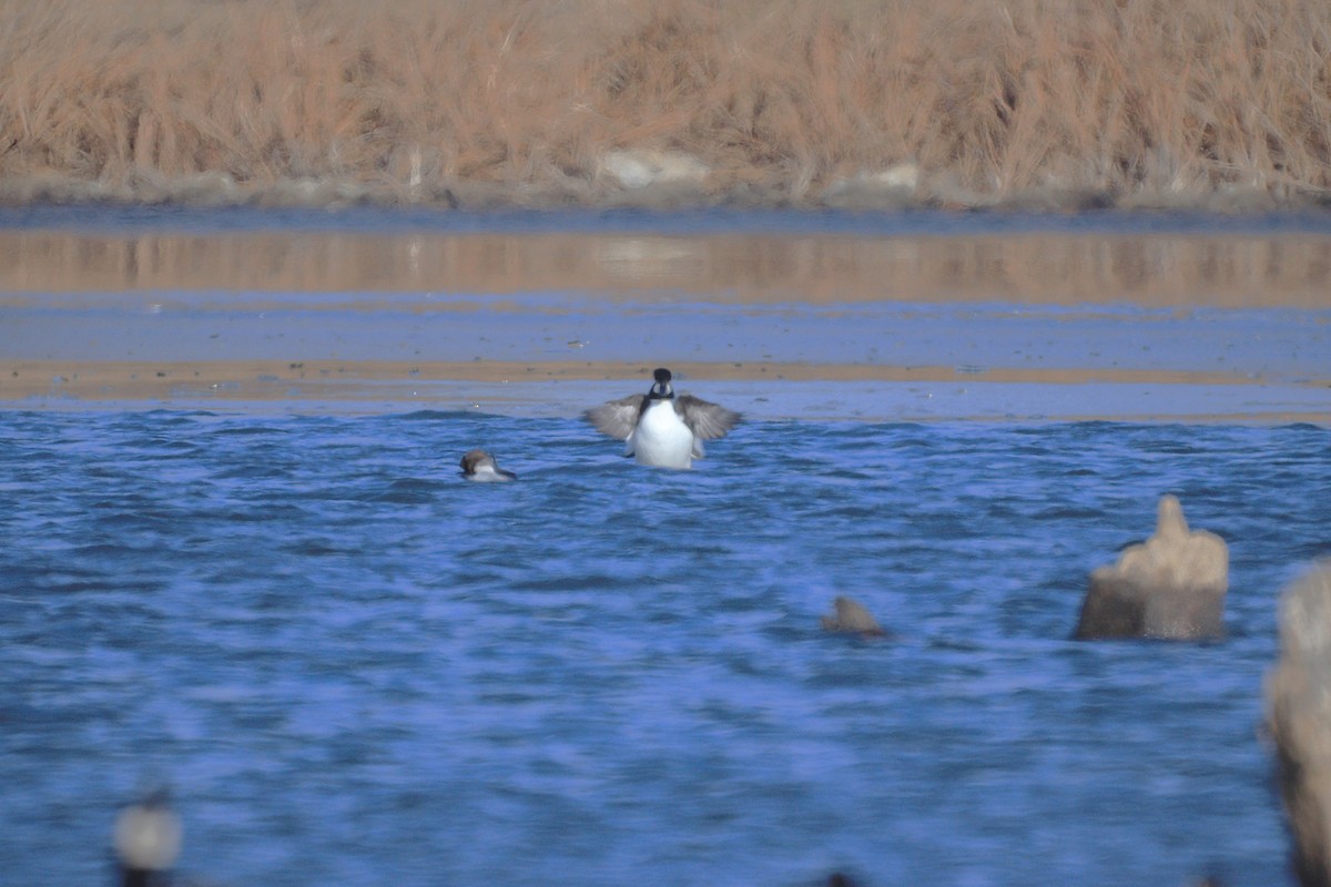 鵲鴨 - ML647371051