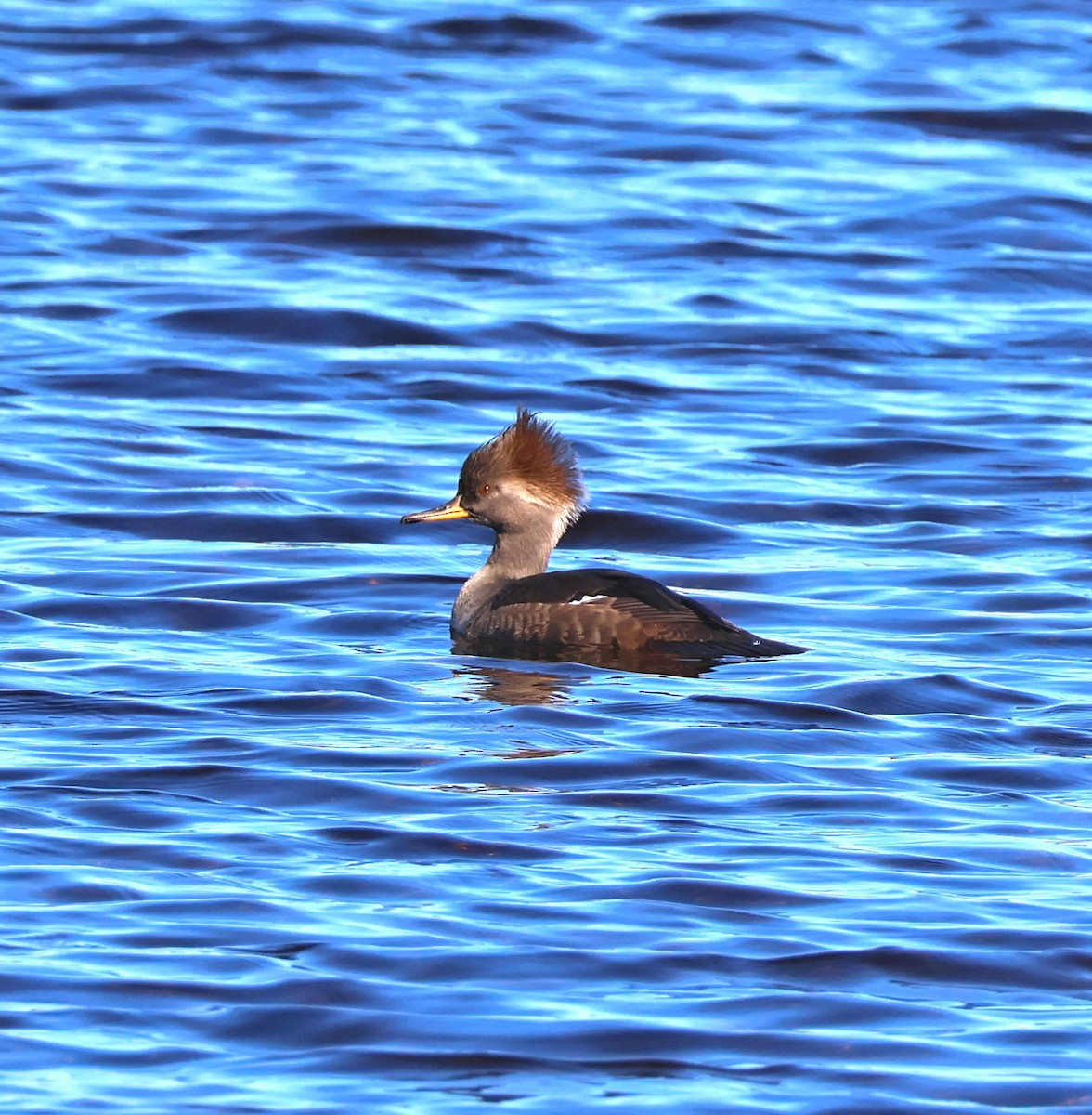 Hooded Merganser - ML647371052