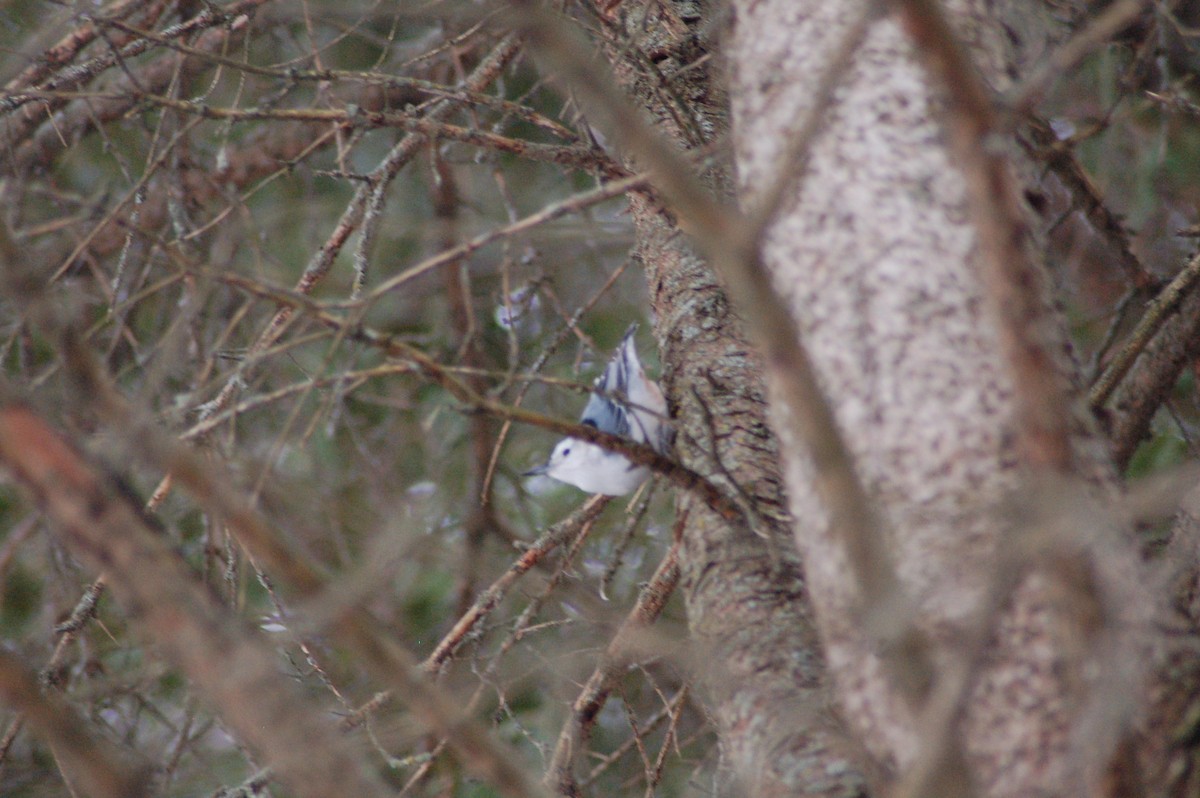 Trepador Pechiblanco - ML647371053