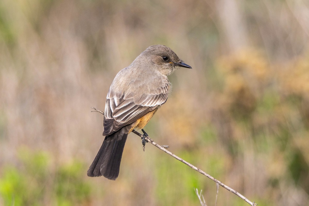 Say's Phoebe - ML647371054