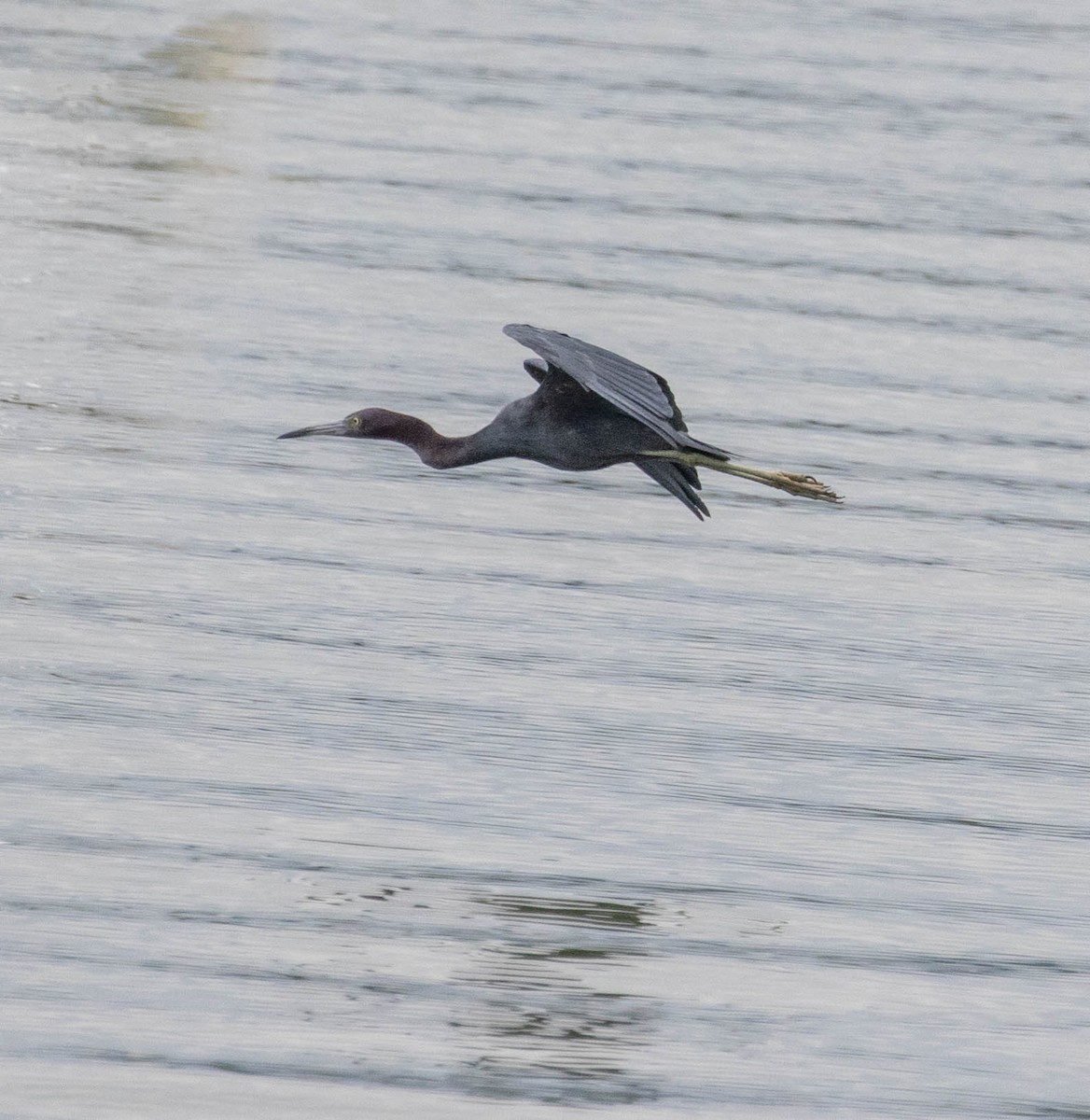 Little Blue Heron - ML647371056