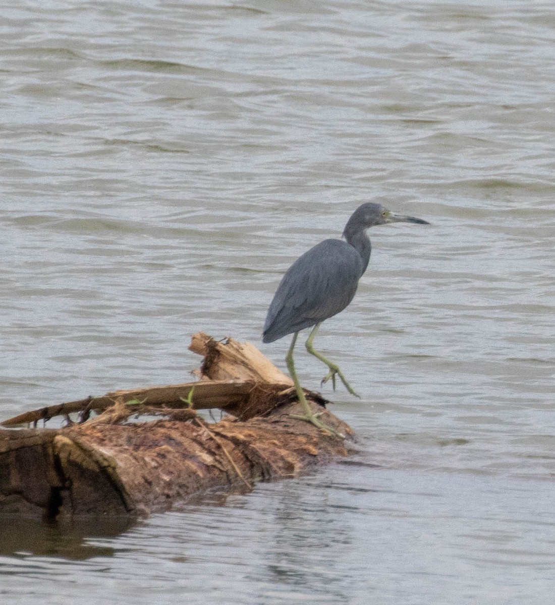 Little Blue Heron - ML647371057