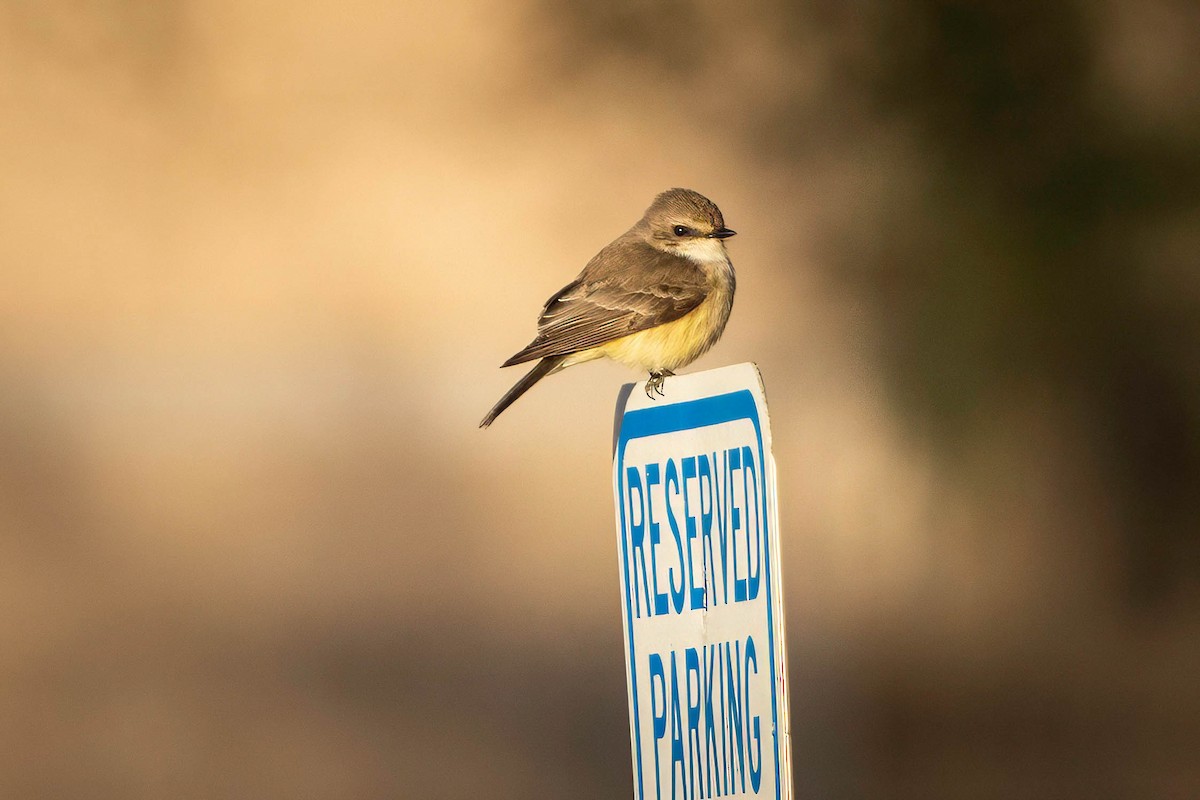 Vermilion Flycatcher - ML647371058
