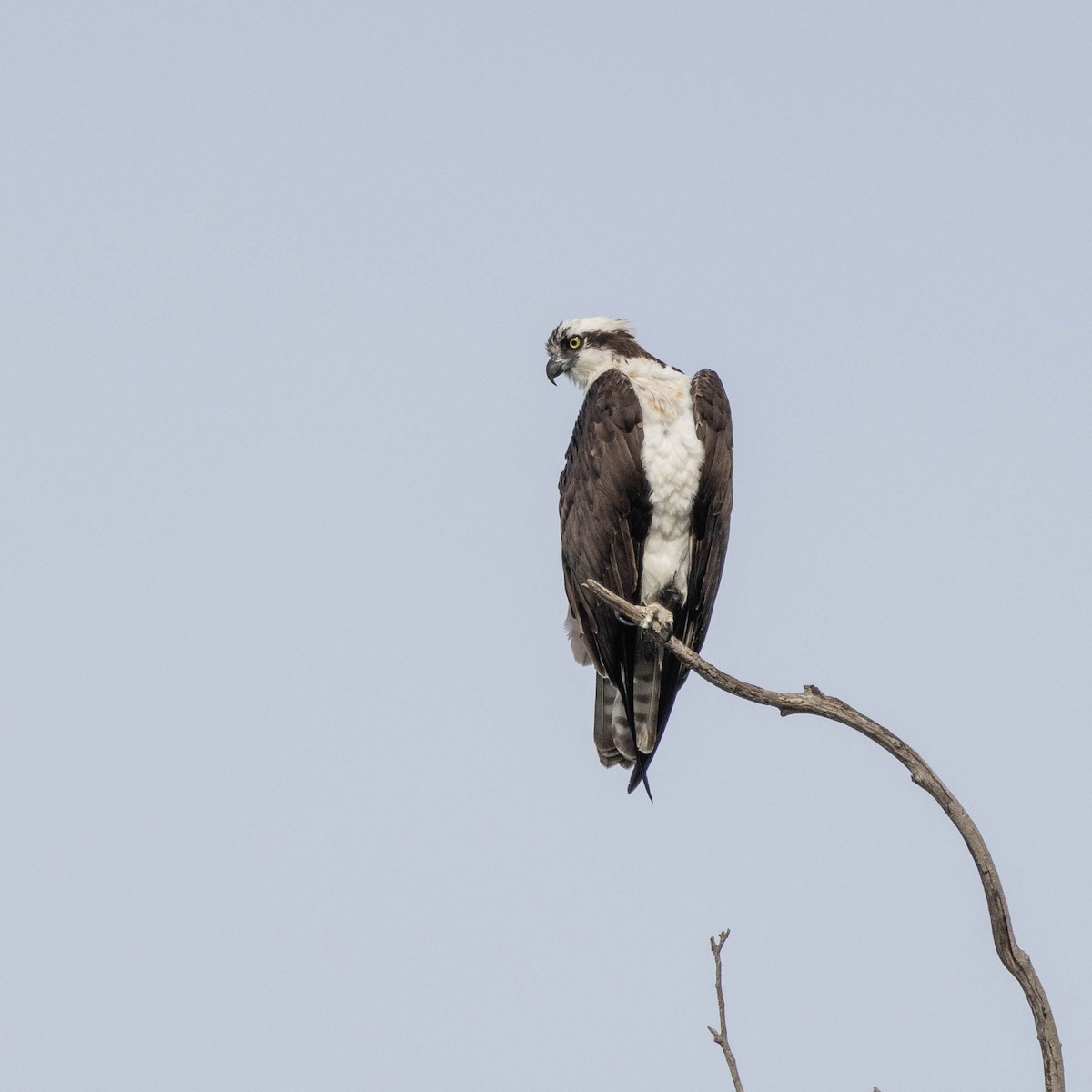 魚鷹 - ML647371059