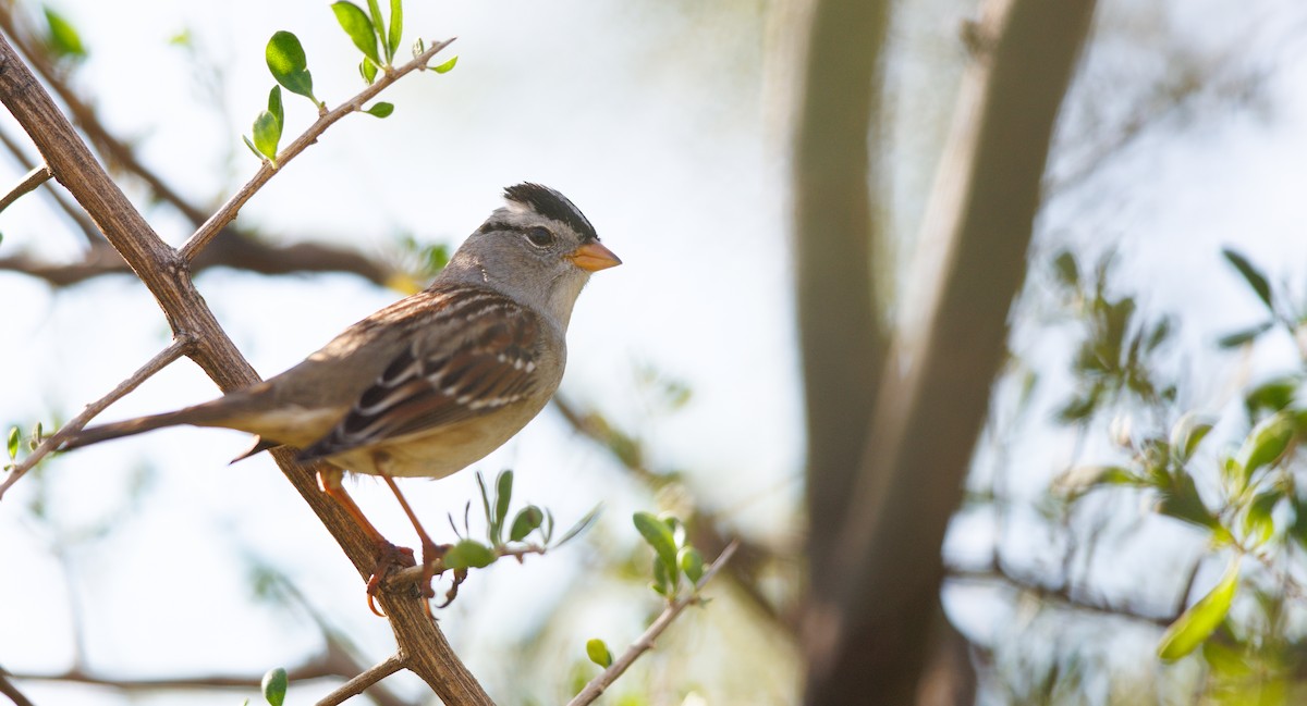 White-crowned Sparrow (Gambel's) - ML647371060