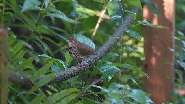 Дроздовый певун - ML647371061