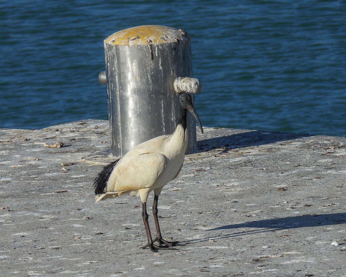 埃及聖䴉 - ML647371062