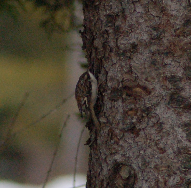 Brown Creeper - ML647371065