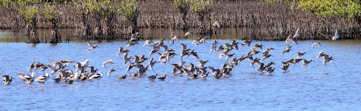 長嘴半蹼鷸 - ML647371066