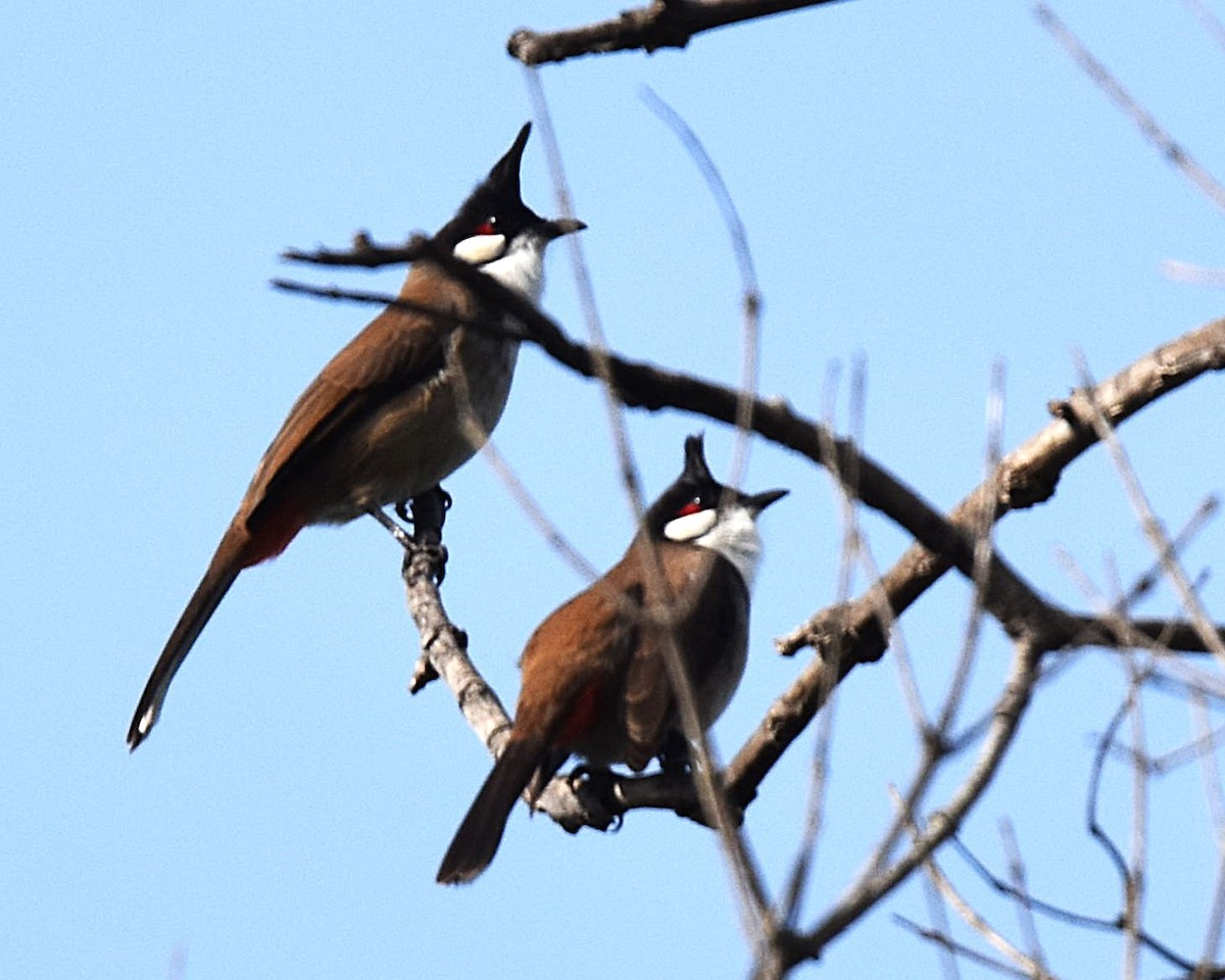 紅耳鵯 - ML647371067