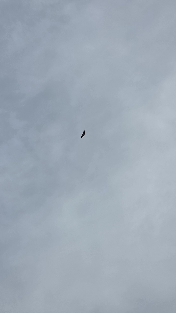 Black-chested Buzzard-Eagle - ML647371068