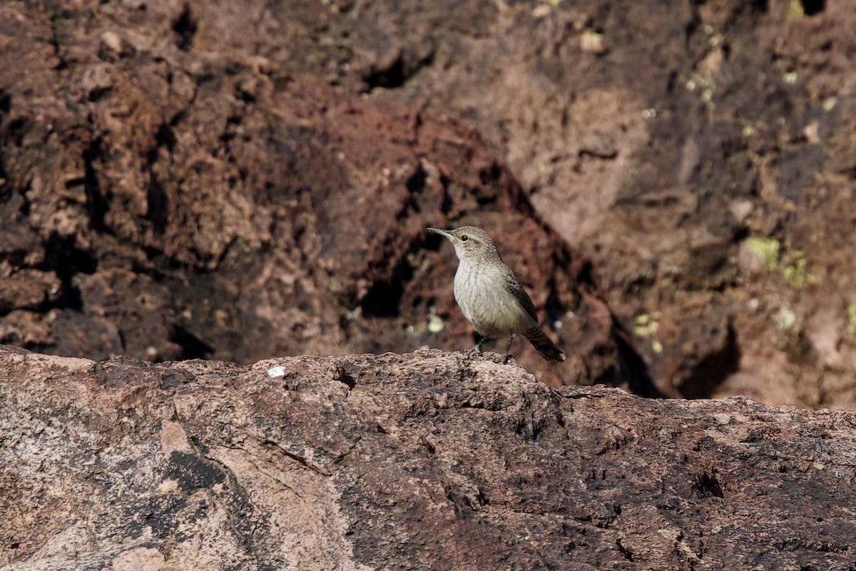Rock Wren - ML647371069