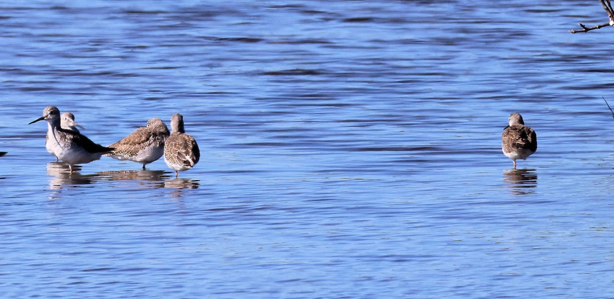 小黃腳鷸 - ML647371071