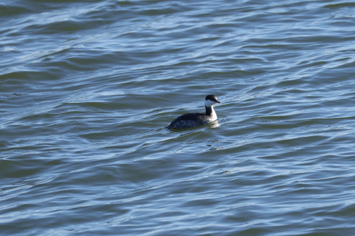 角鸊鷉 - ML647371072