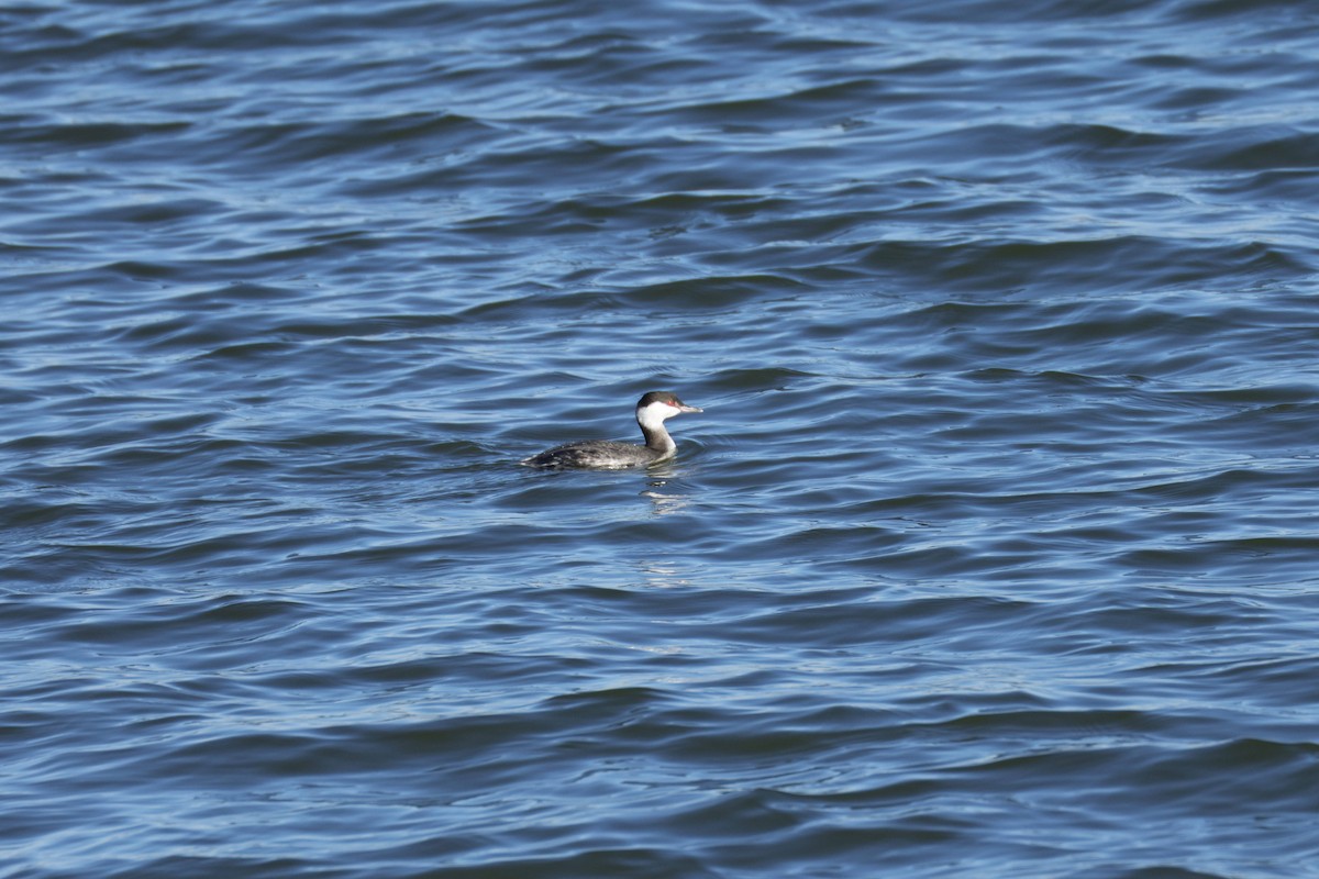 角鸊鷉 - ML647371073