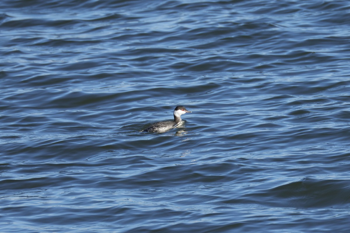 角鸊鷉 - ML647371074