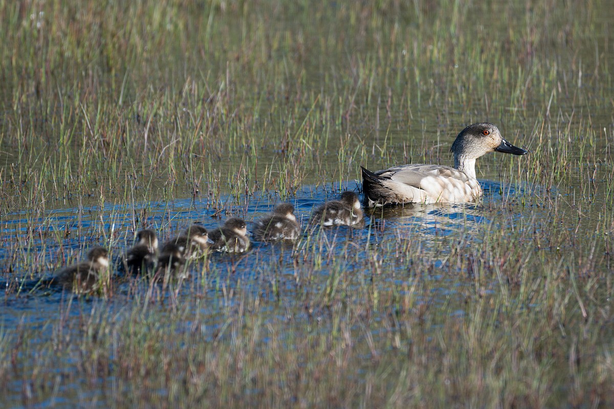 Crested Duck - ML647371076