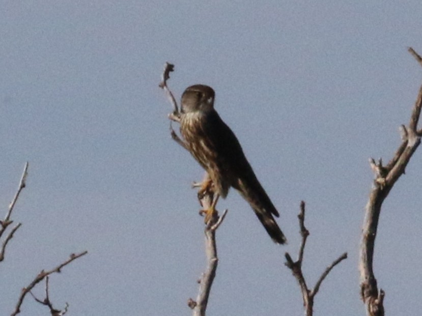 灰背隼 - ML647371080