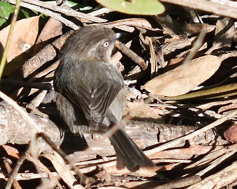 Bushtit - ML647371086