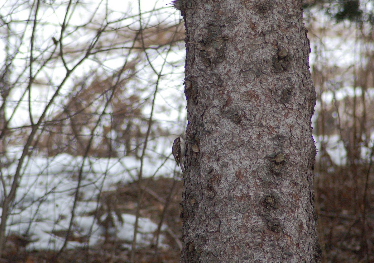 Agateador Americano - ML647371098