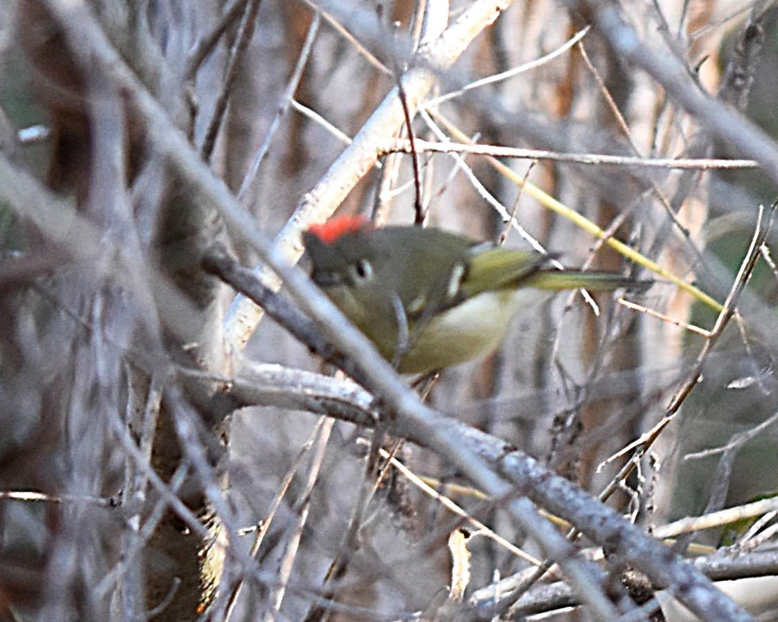 Ruby-crowned Kinglet - ML647371100