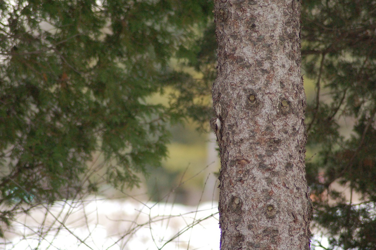 Agateador Americano - ML647371103