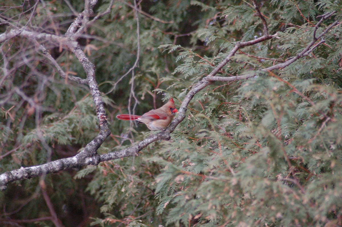 Cardenal Norteño - ML647371106