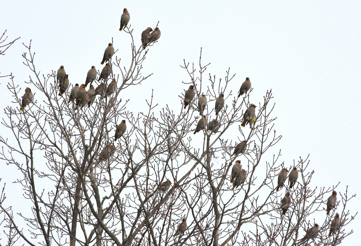 Ampelis Europeo - ML647371113