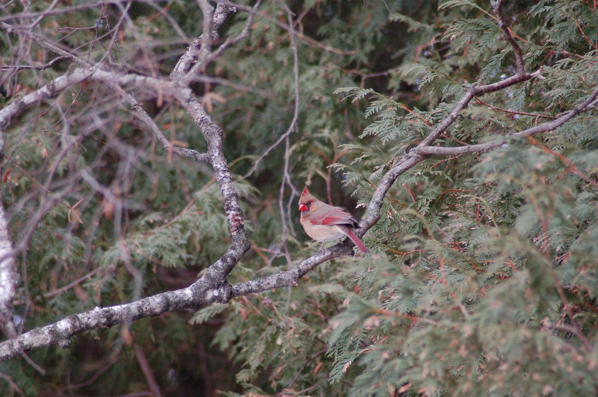 Cardenal Norteño - ML647371114