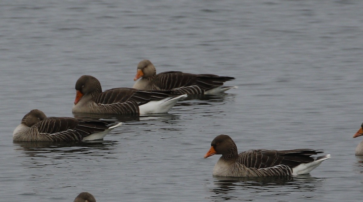 אווז אפור - ML647371115
