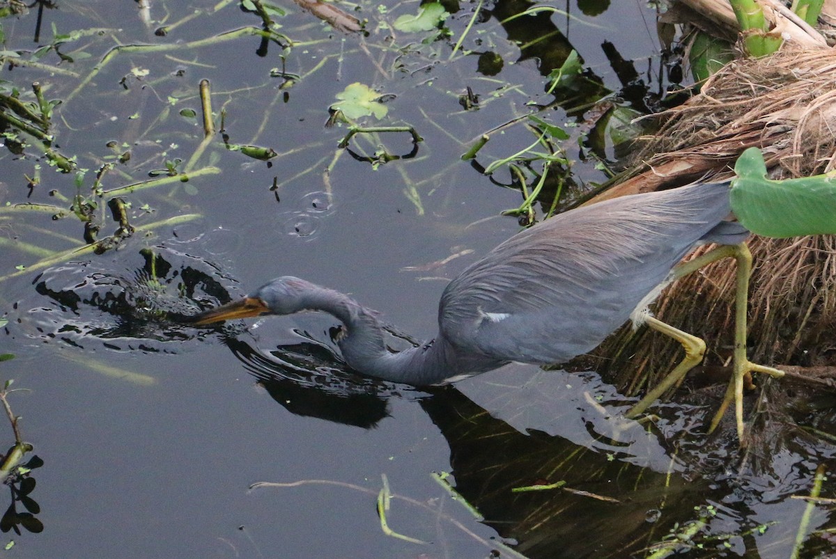 Tricolored Heron - ML647371116