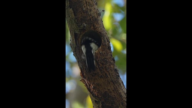 Пушистый дятел - ML647371118