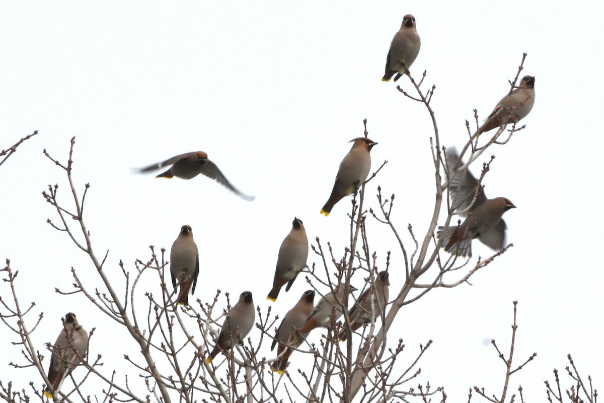 Ampelis Europeo - ML647371141