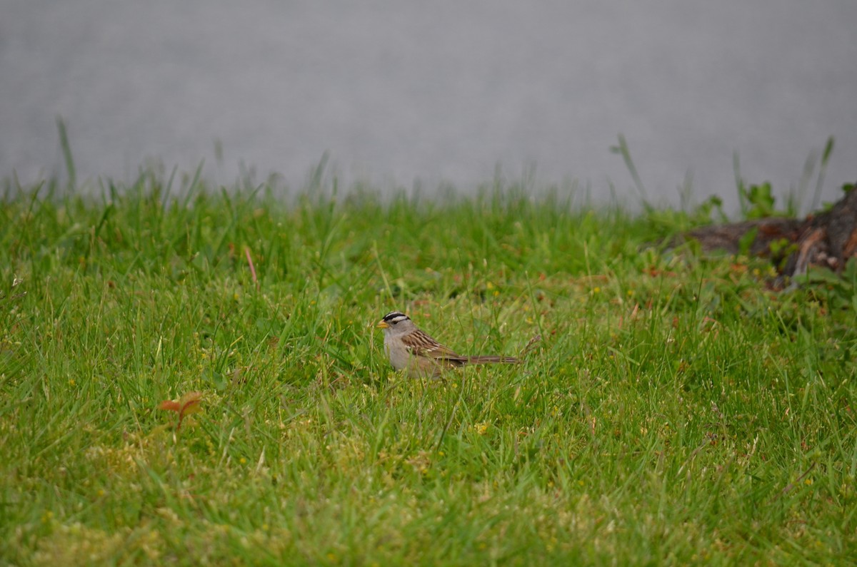 White-crowned Sparrow - ML647371158