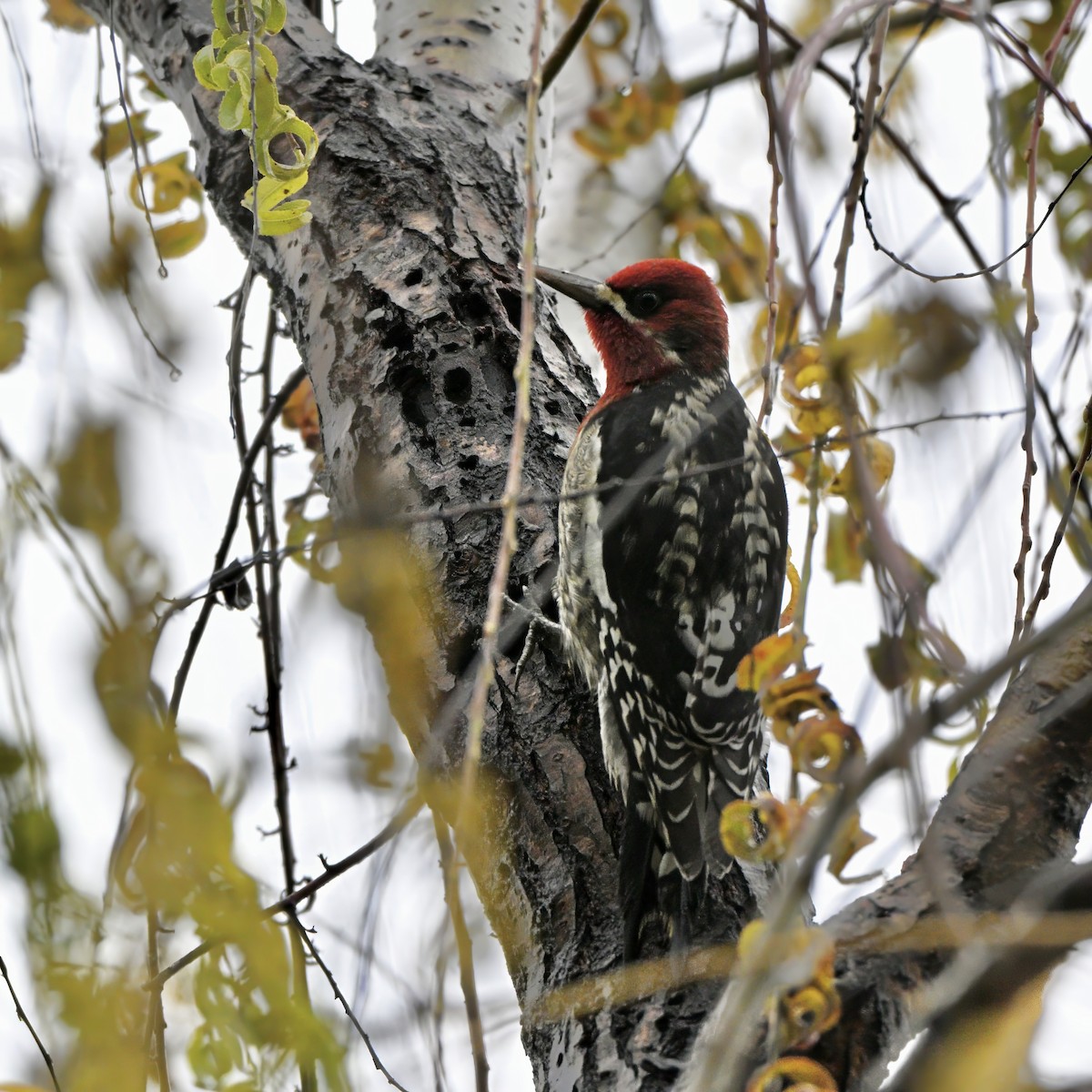 ムネアカシルスイキツツキ - ML647371159